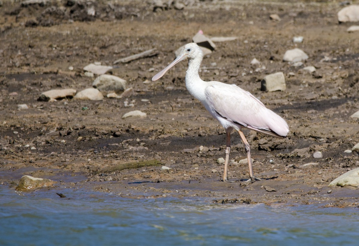 Roseate Spoonbill - ML391286671