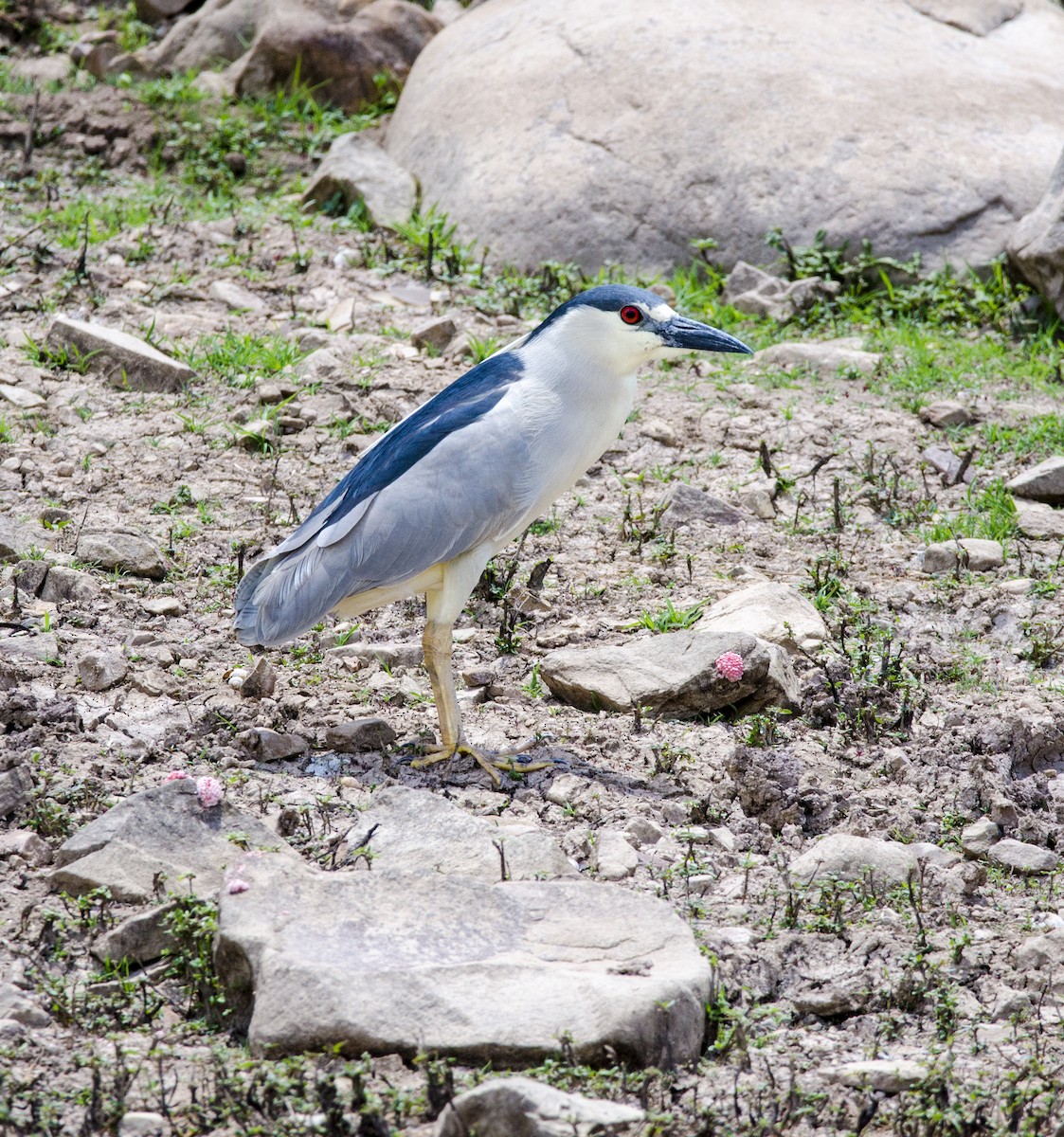 Black-crowned Night Heron - ML391286991