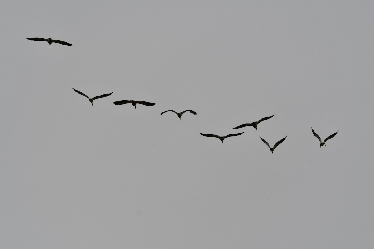 American White Pelican - ML391287001