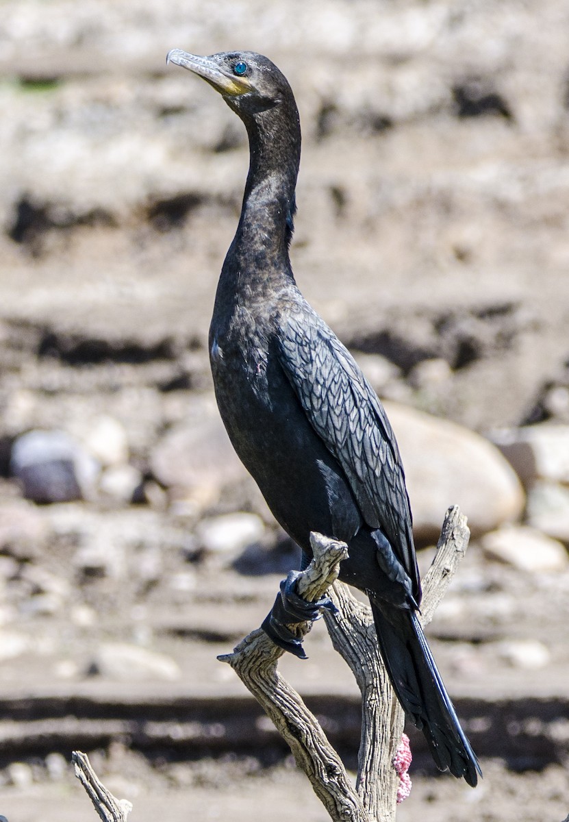 Neotropic Cormorant - ML391287021