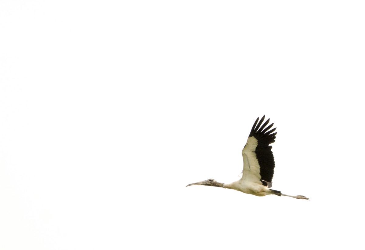 Wood Stork - ML391287081