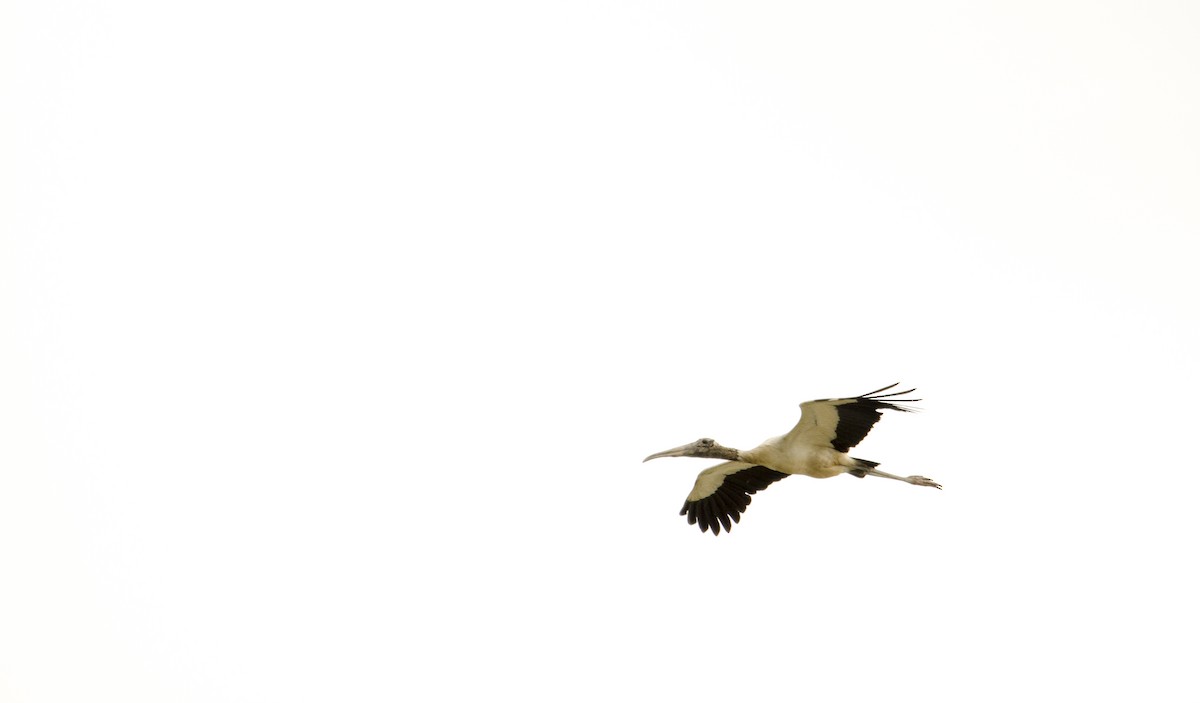 Wood Stork - ML391287091