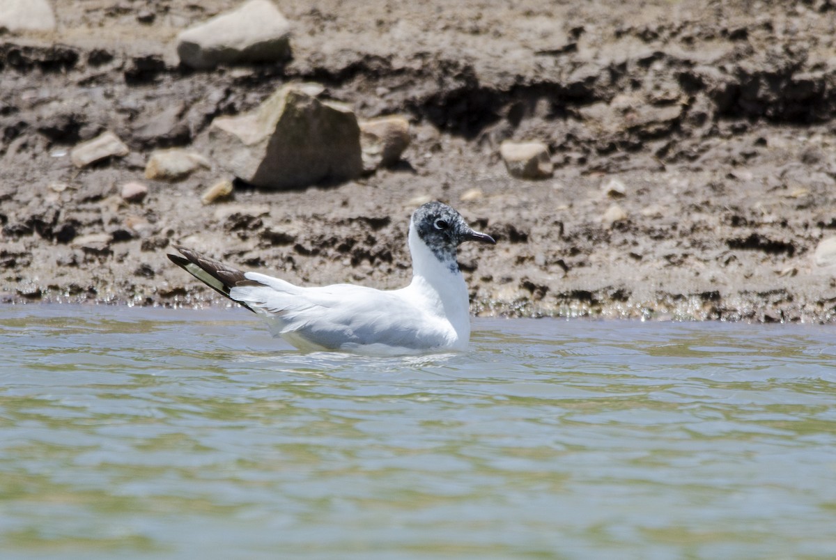 Andean Gull - ML391287181