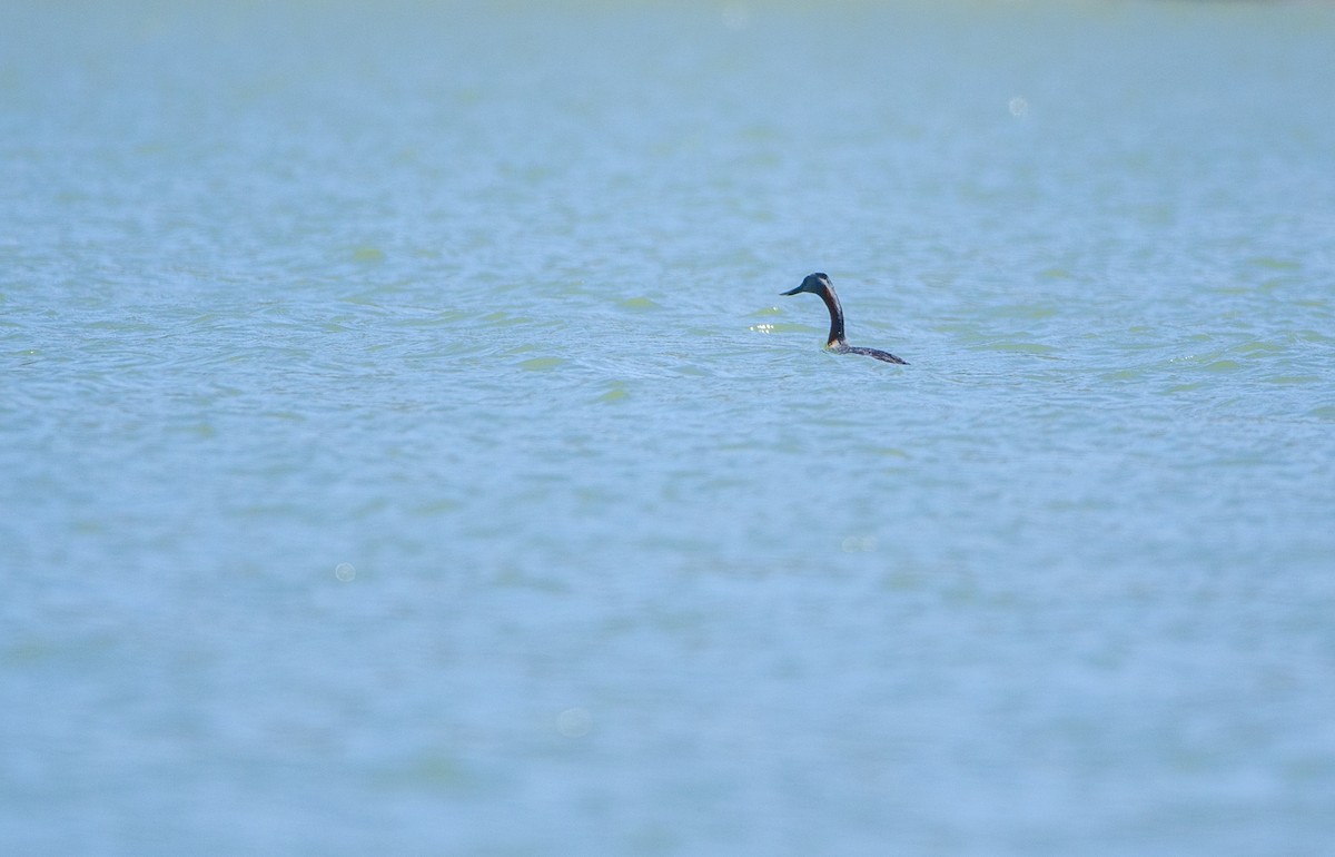 Great Grebe - ML391287251