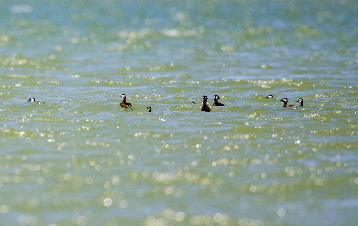 White-tufted Grebe - ML391287301