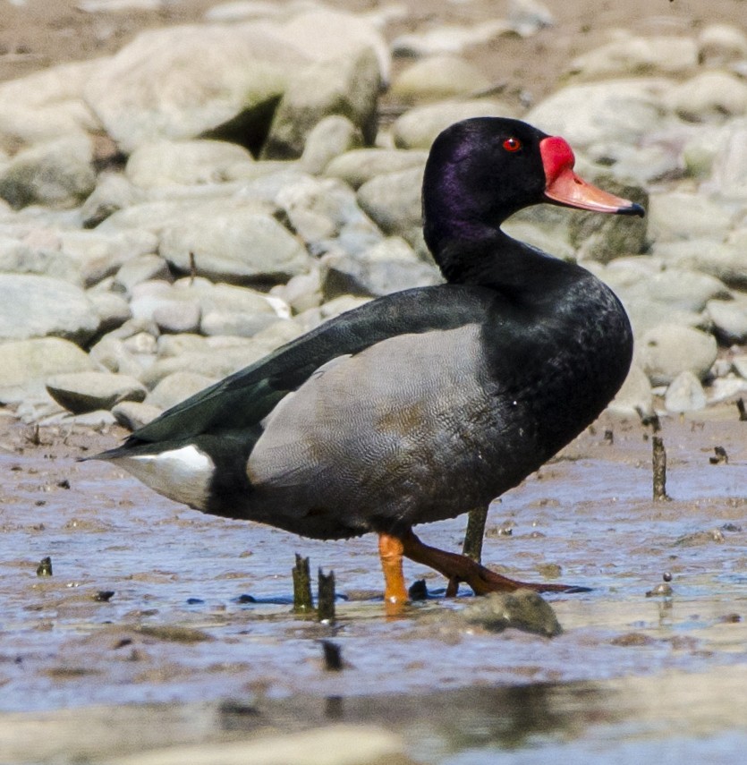 Rosy-billed Pochard - ML391287351