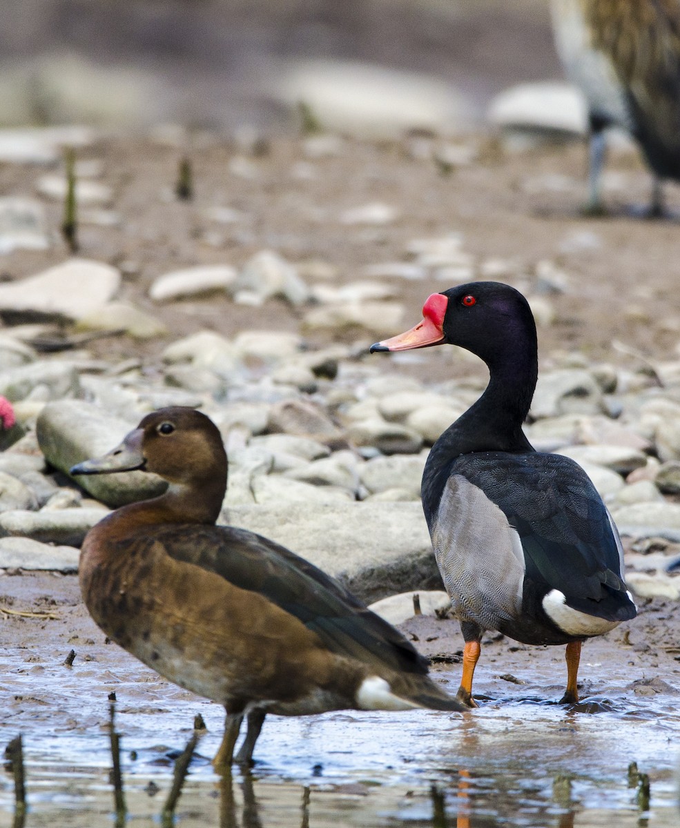 Rosy-billed Pochard - ML391287391