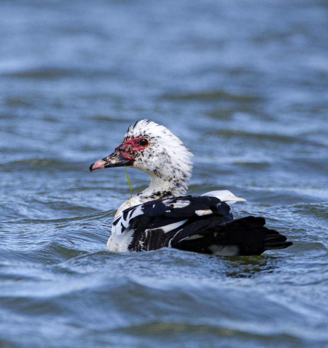 Muscovy Duck - ML391287511