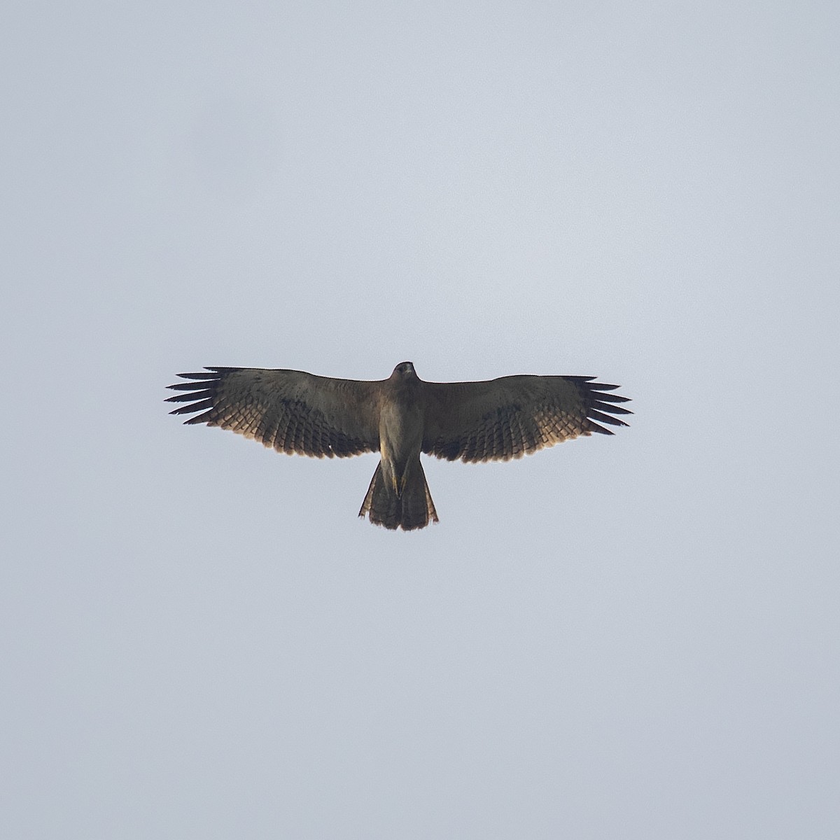 Bonelli's Eagle - ML391288001