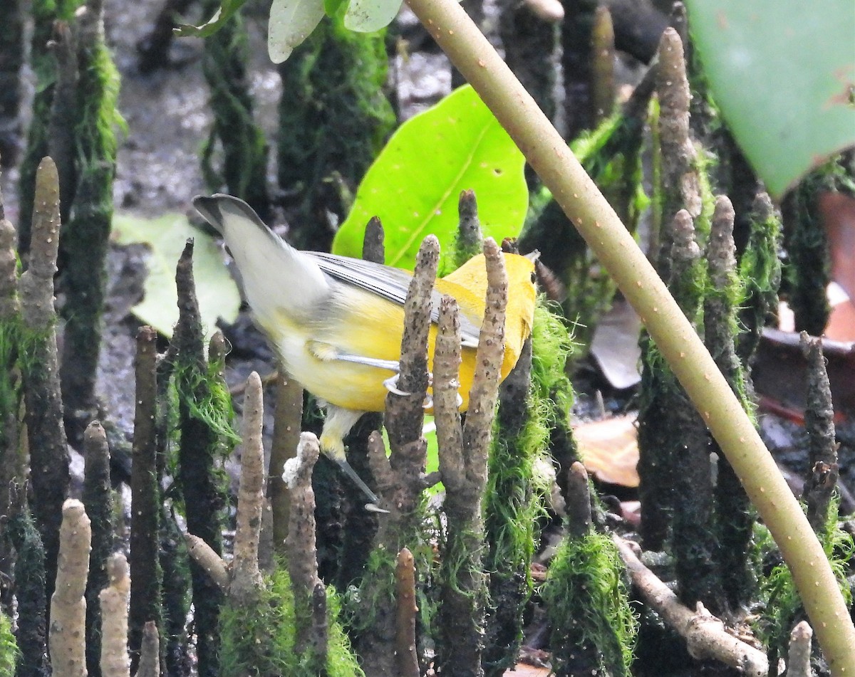 Prothonotary Warbler - ML391288041
