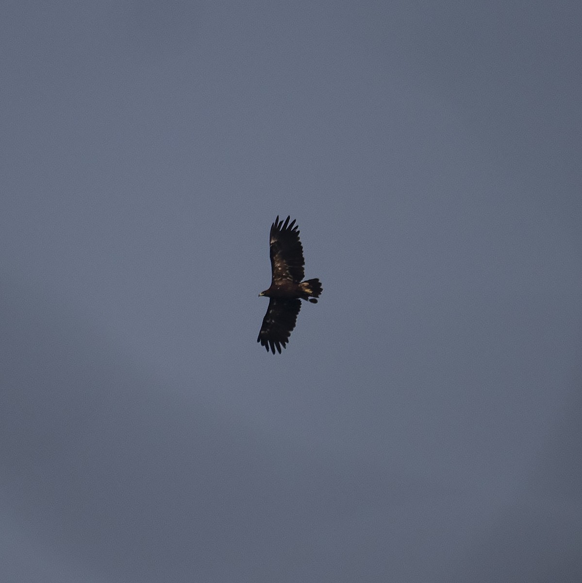 Greater Spotted Eagle - ML391288141