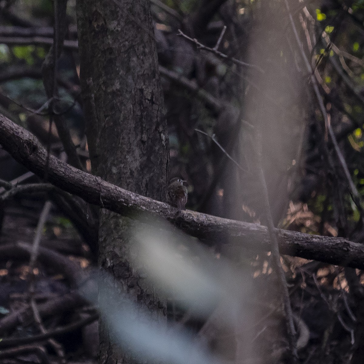 Brown-breasted Flycatcher - ML391288251