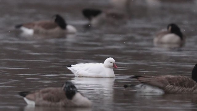 Ross's Goose - ML391289701