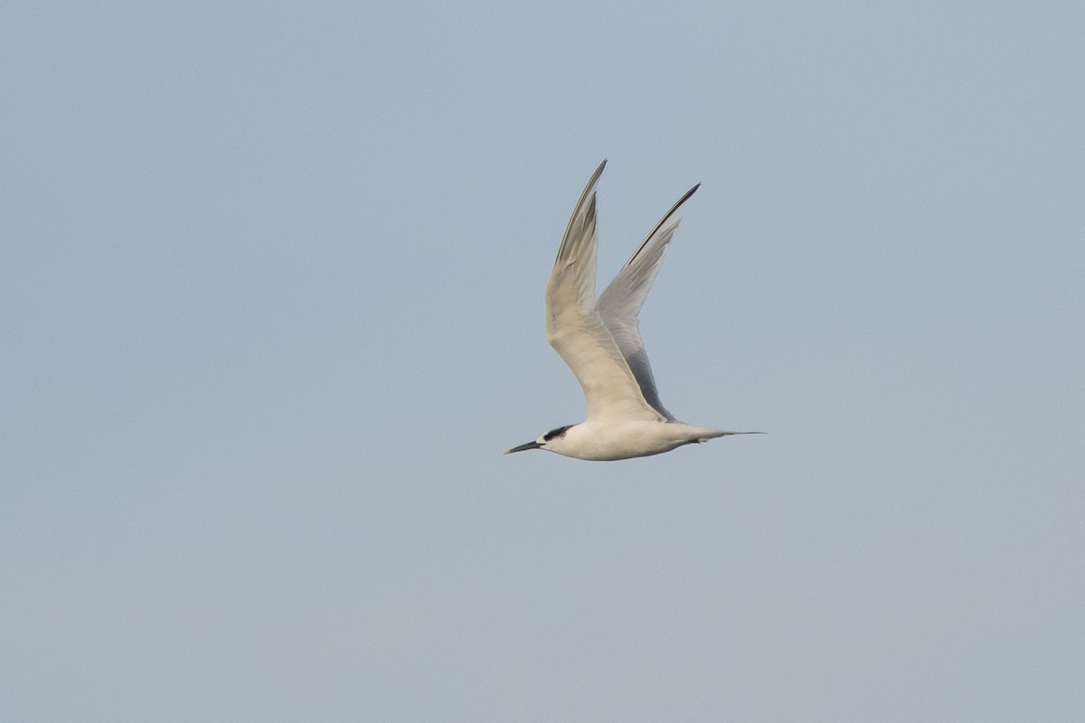 Sandwich Tern - ML391290311