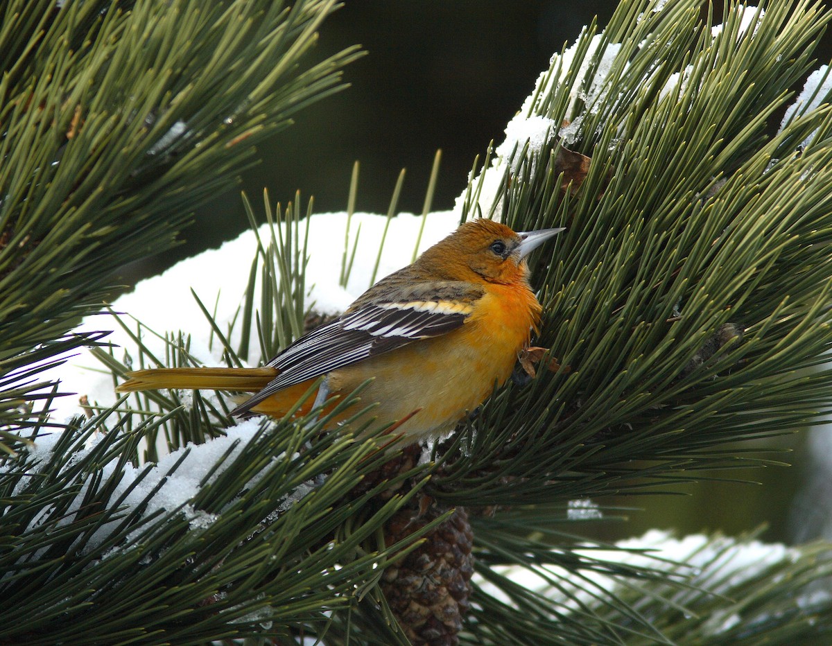 Baltimore Oriole - ML391293641