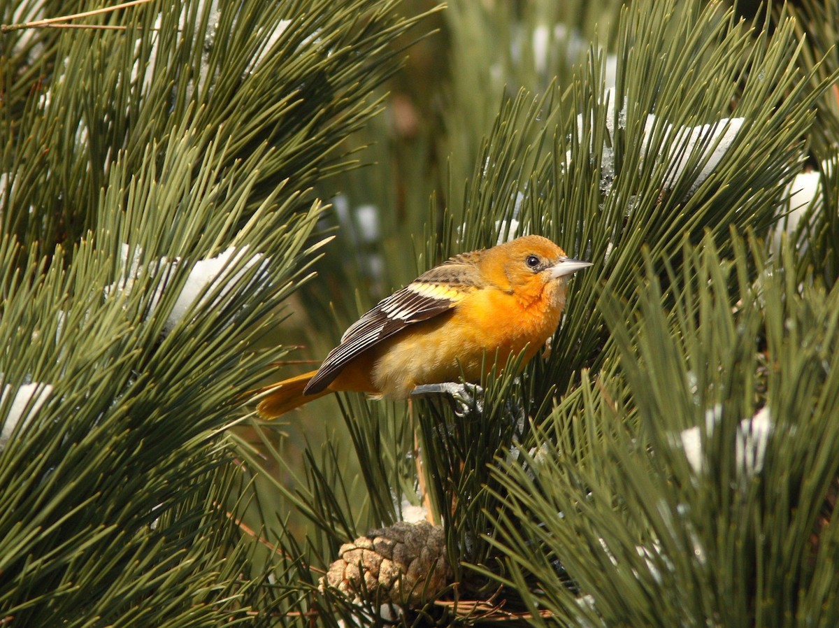 Baltimore Oriole - ML391293661
