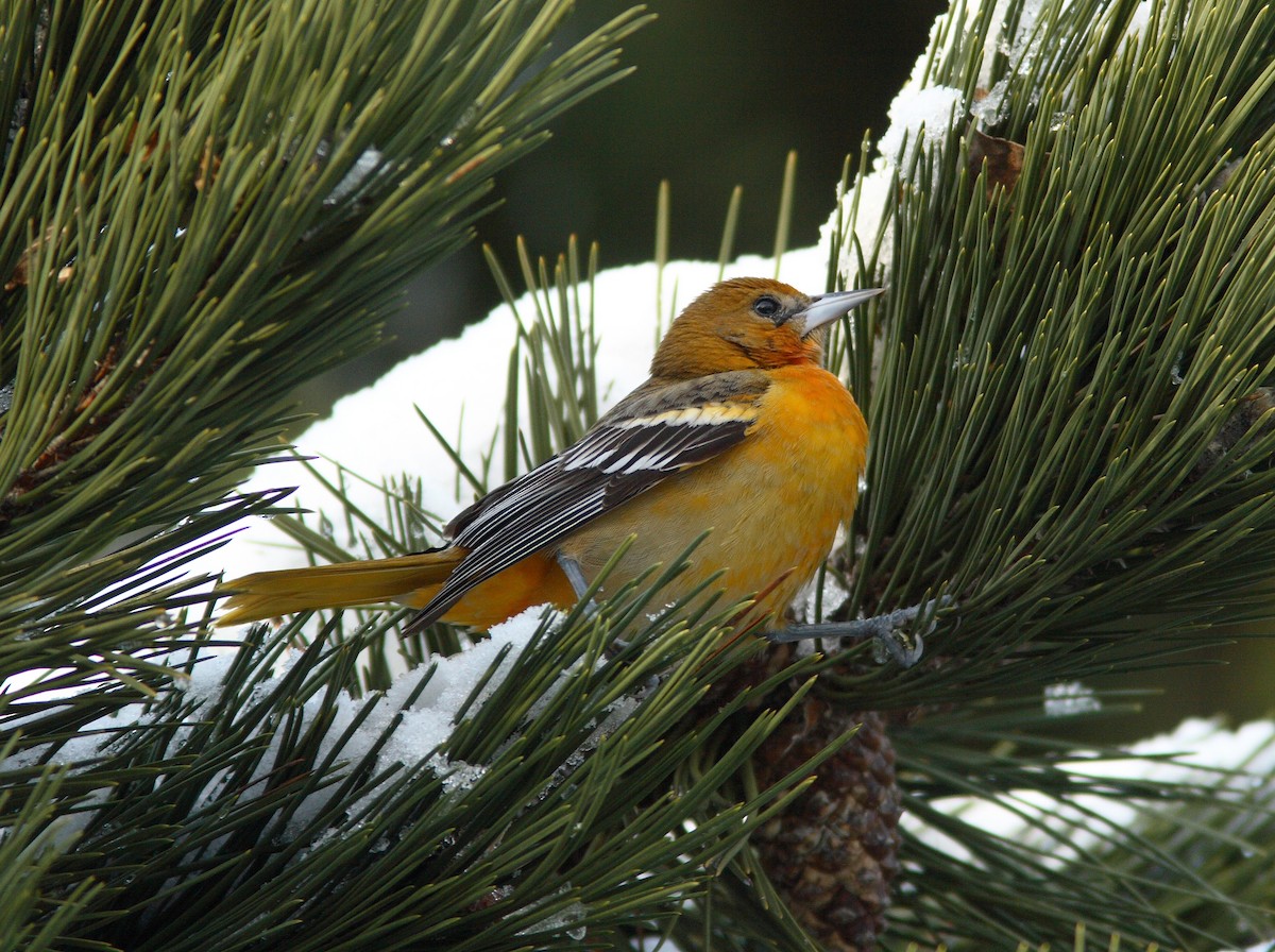 Baltimore Oriole - ML391293711