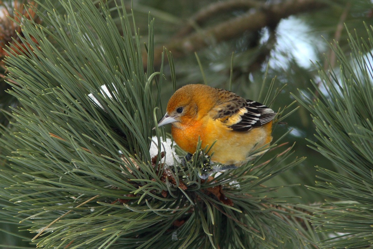 Baltimore Oriole - ML391293751
