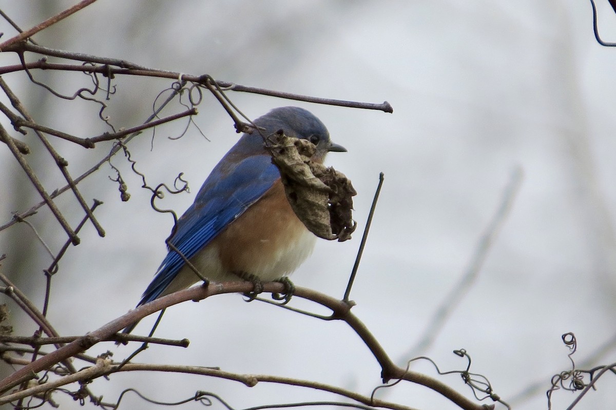 Eastern Bluebird - ML391293791