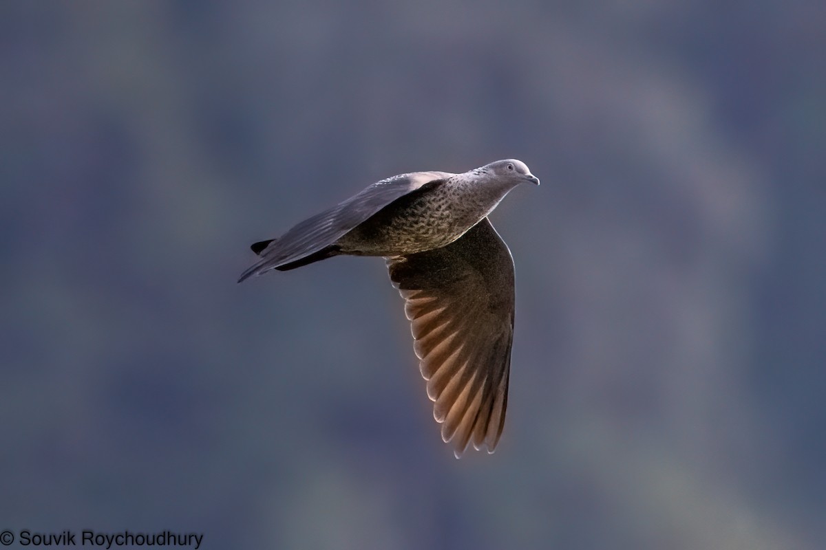 Speckled Wood-Pigeon - Souvik Roychoudhury