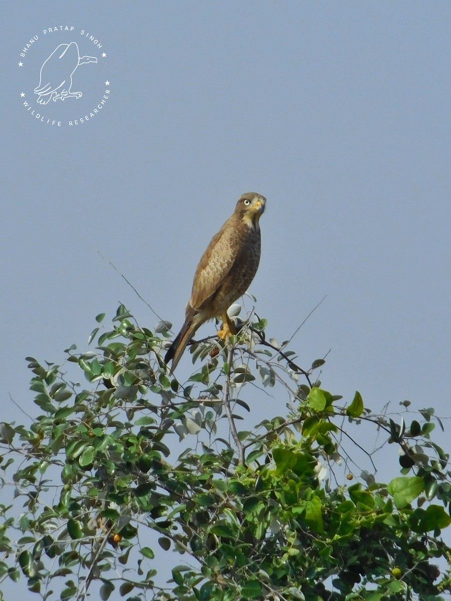 White-eyed Buzzard - Bhanu Pratap Singh Rajawat