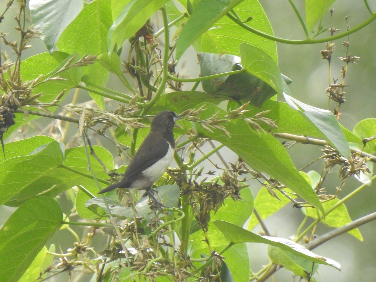 White-rumped Munia - ML391295221