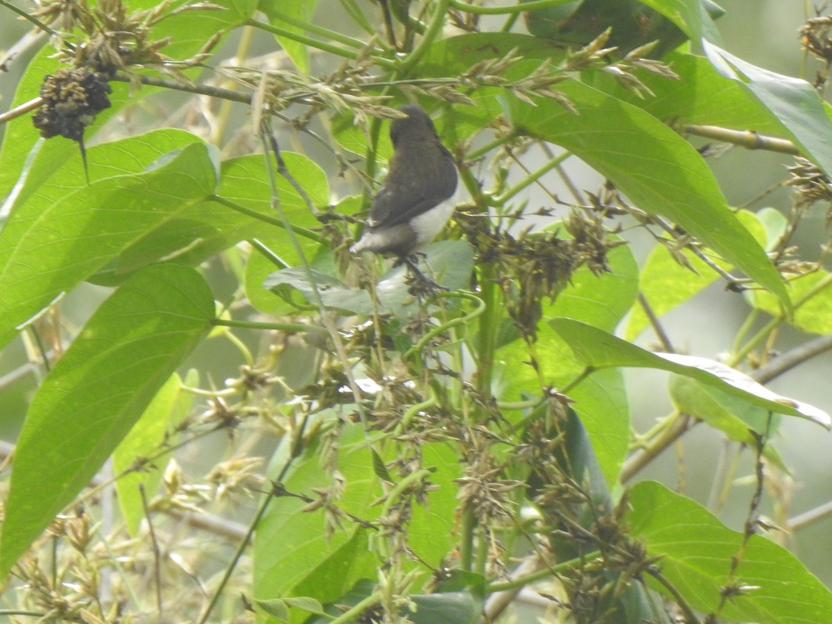 White-rumped Munia - ML391295251