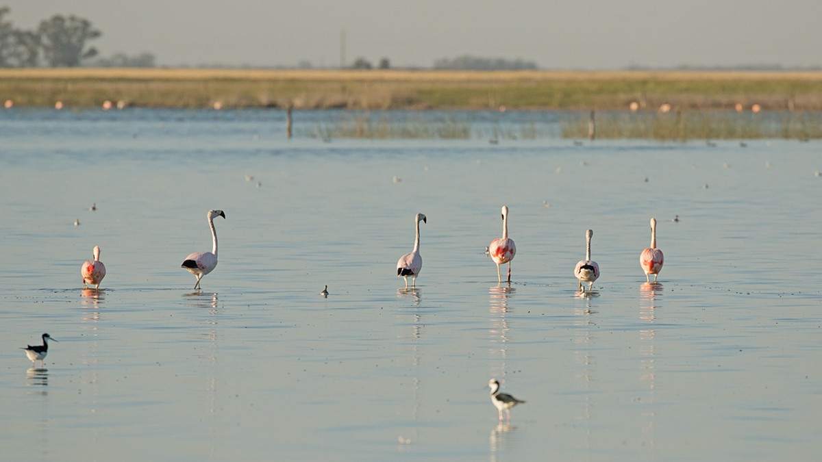 Andean Flamingo - ML391295561