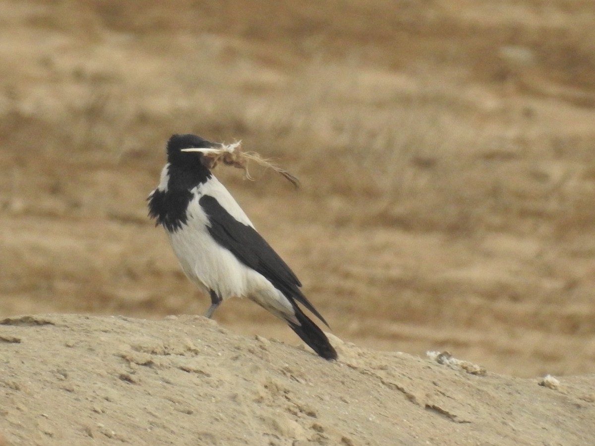 Hooded Crow (Mesopotamian) - ML391295971