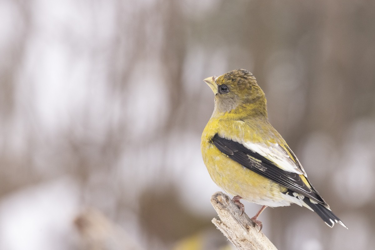 Evening Grosbeak - ML391296171