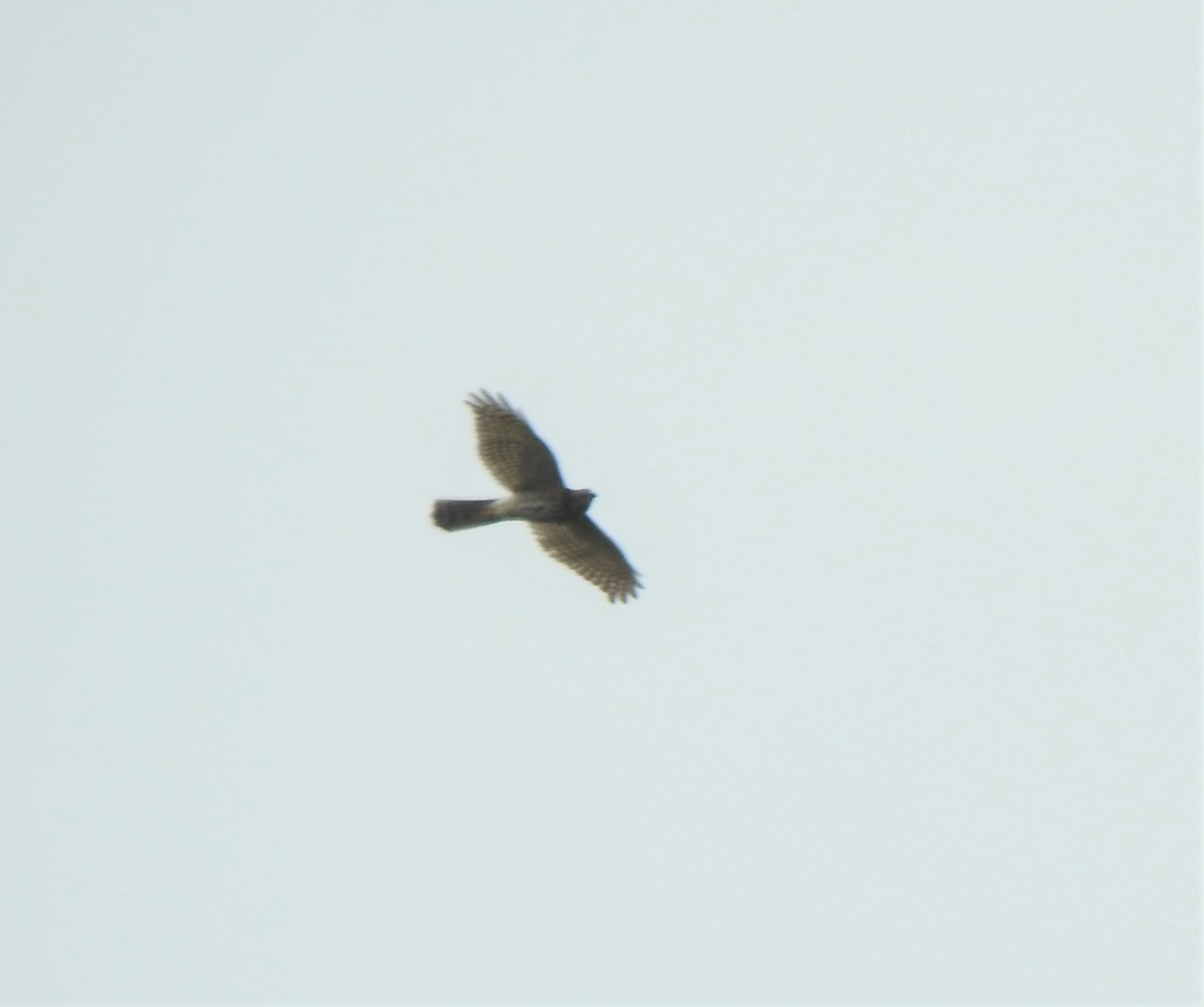 tanımsız Accipiter sp. - ML391297061