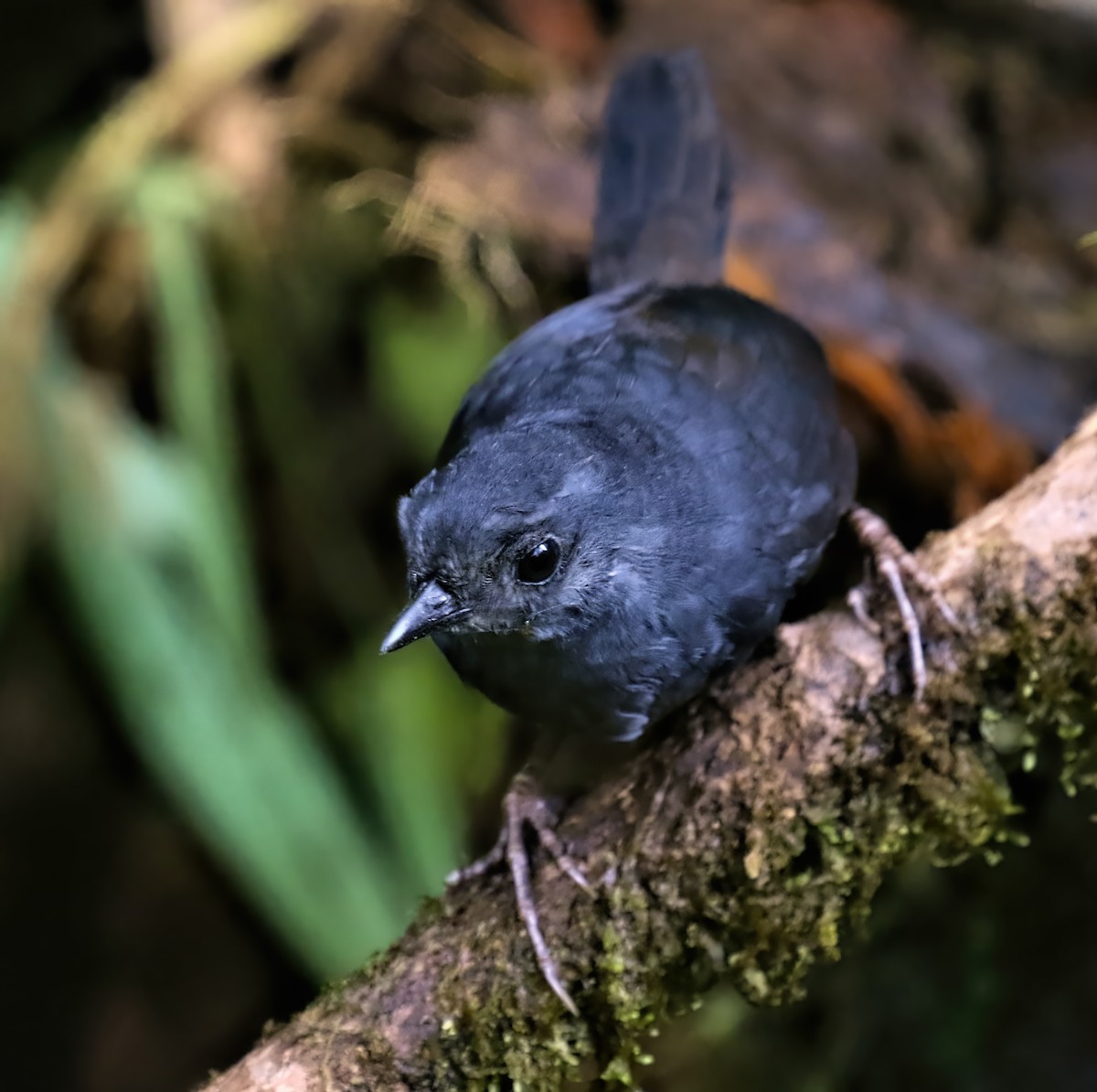 Choco Tapaculo - ML391298461