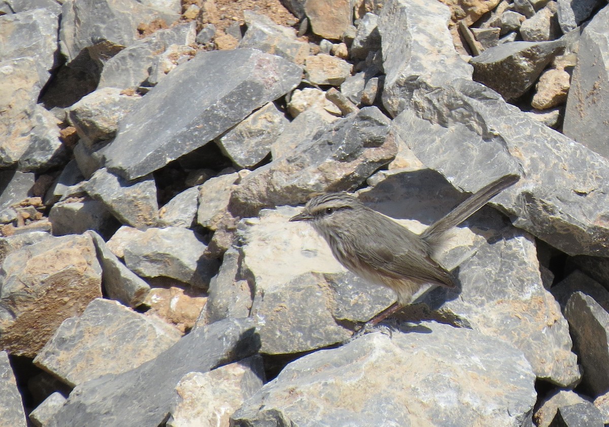 Prinia Desértica (grupo inquieta) - ML391298851