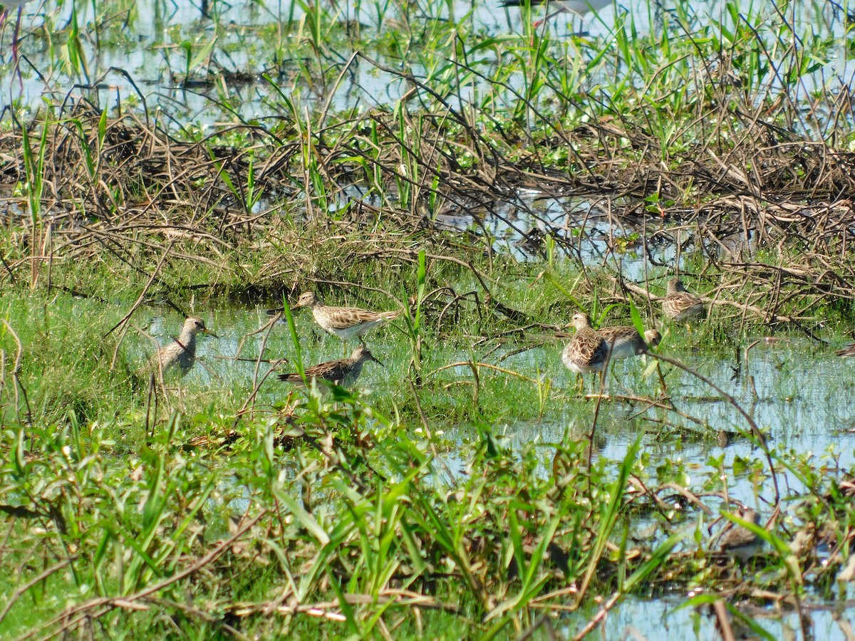 Pectoral Sandpiper - ML391299071