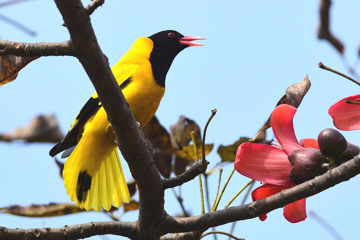 Black-hooded Oriole - ML391299561