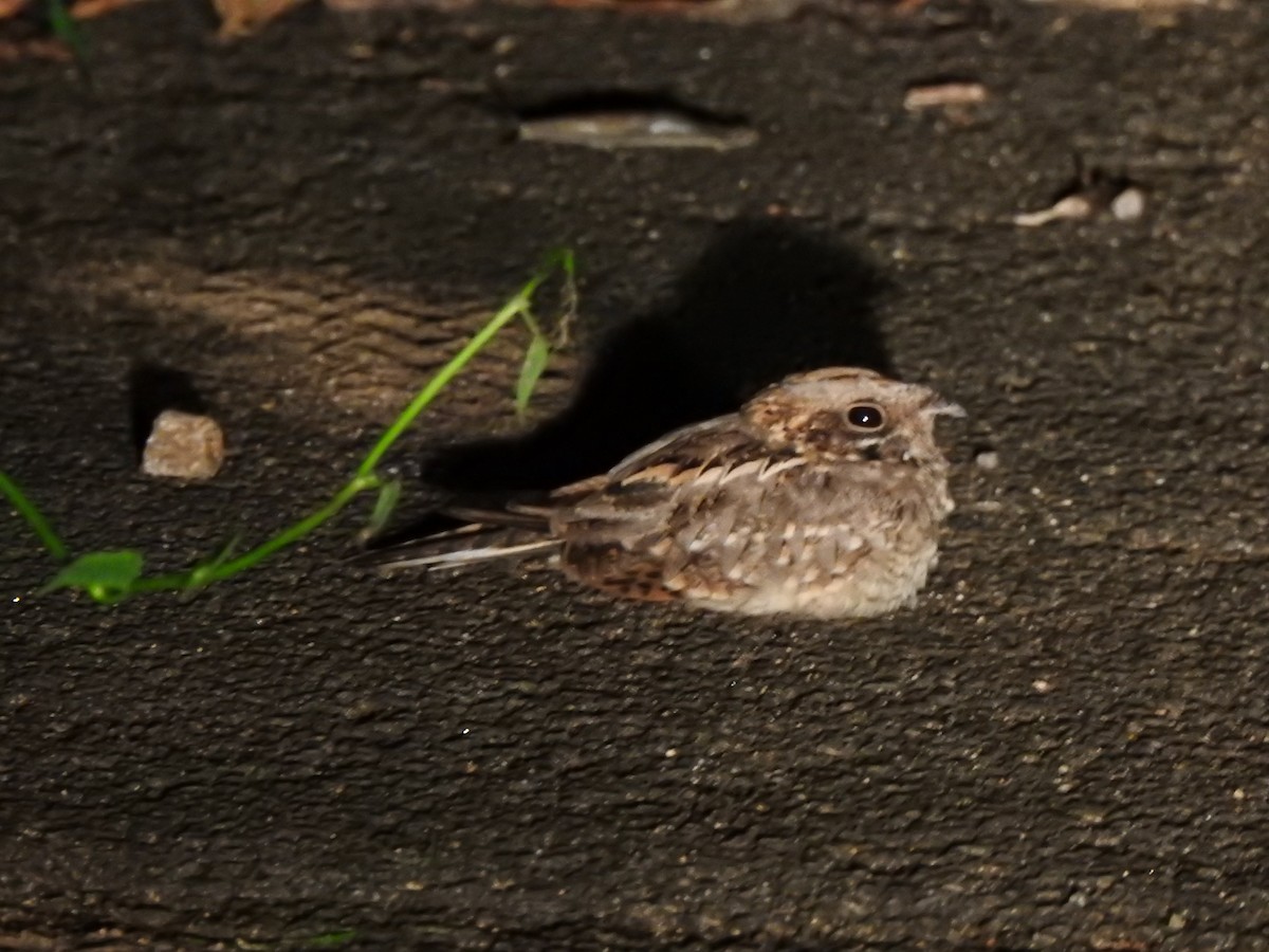 Indian Nightjar - KARTHIKEYAN R