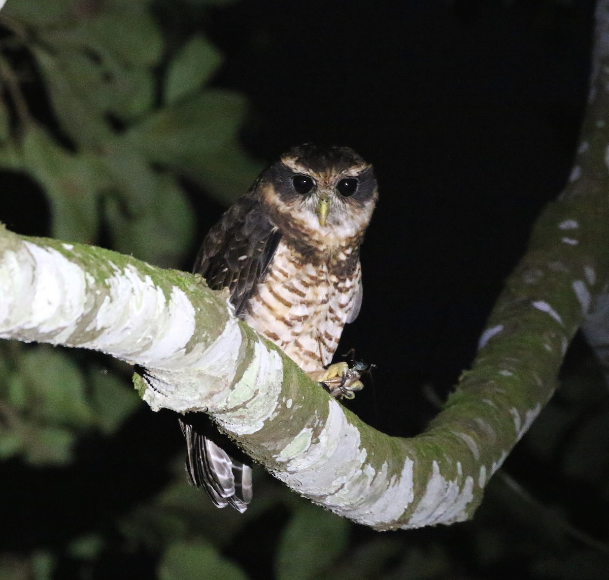 Band-bellied Owl - ML391300261