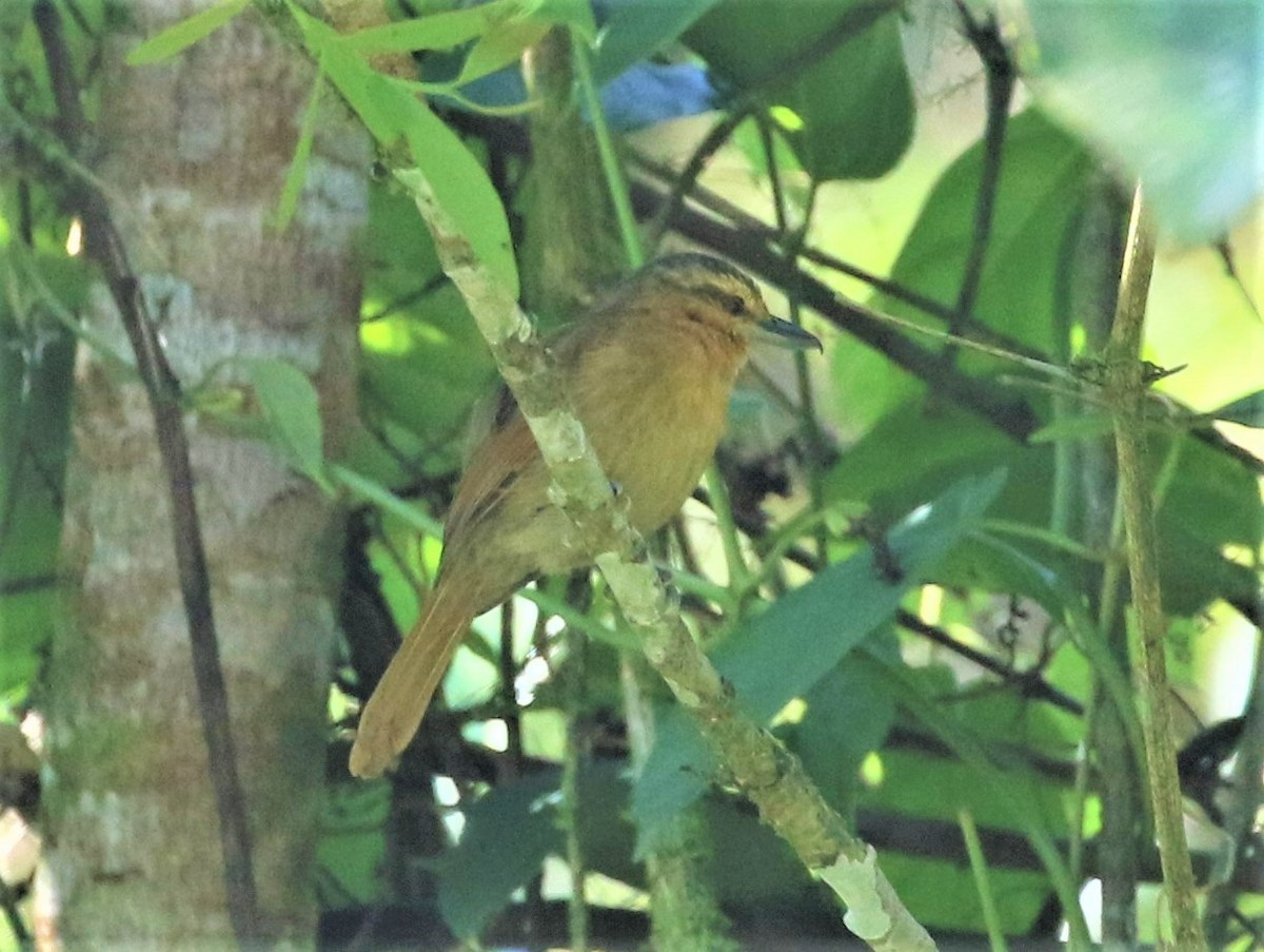 Rufescent Antshrike - ML391300661