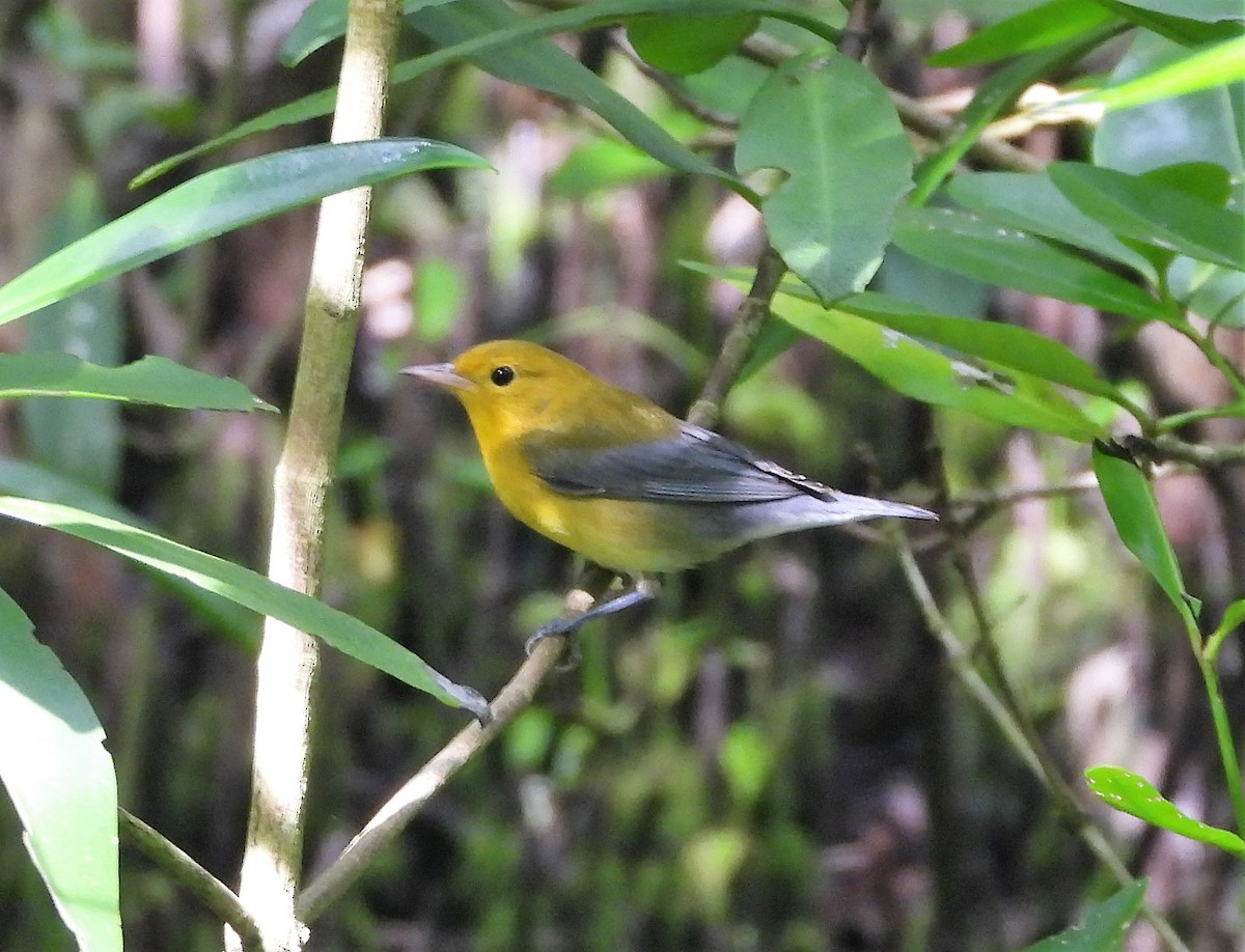 Prothonotary Warbler - ML391302191
