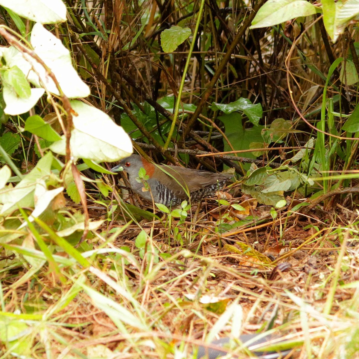 Gray-breasted Crake - José Dionísio JDionísio