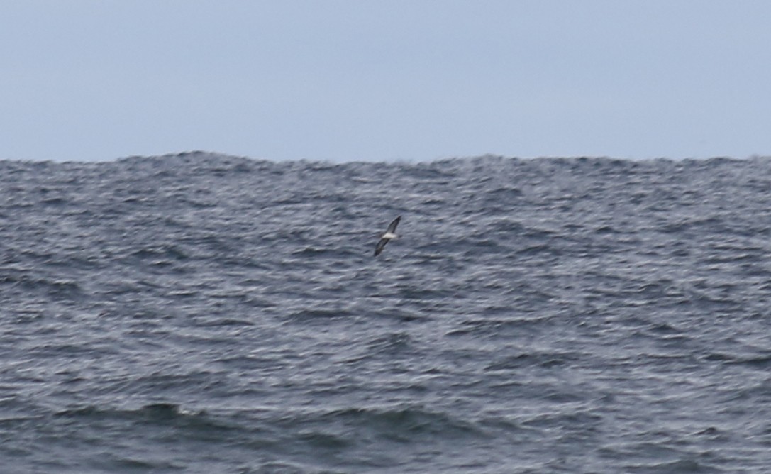 Cory's Shearwater - Brendan McKay