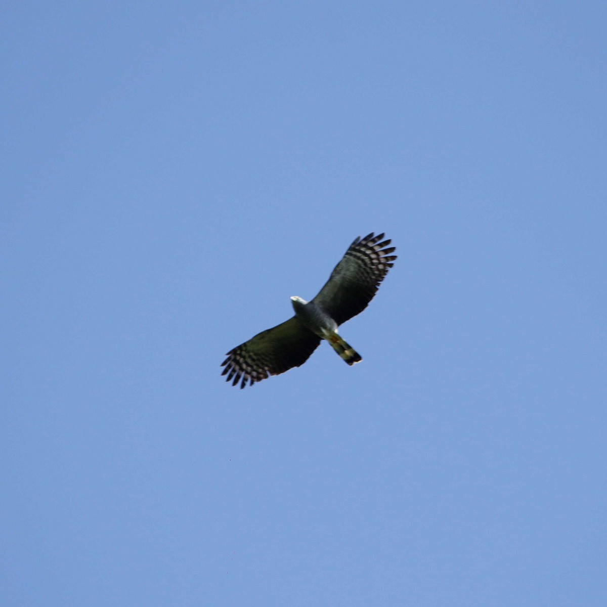 Hook-billed Kite - ML391303021