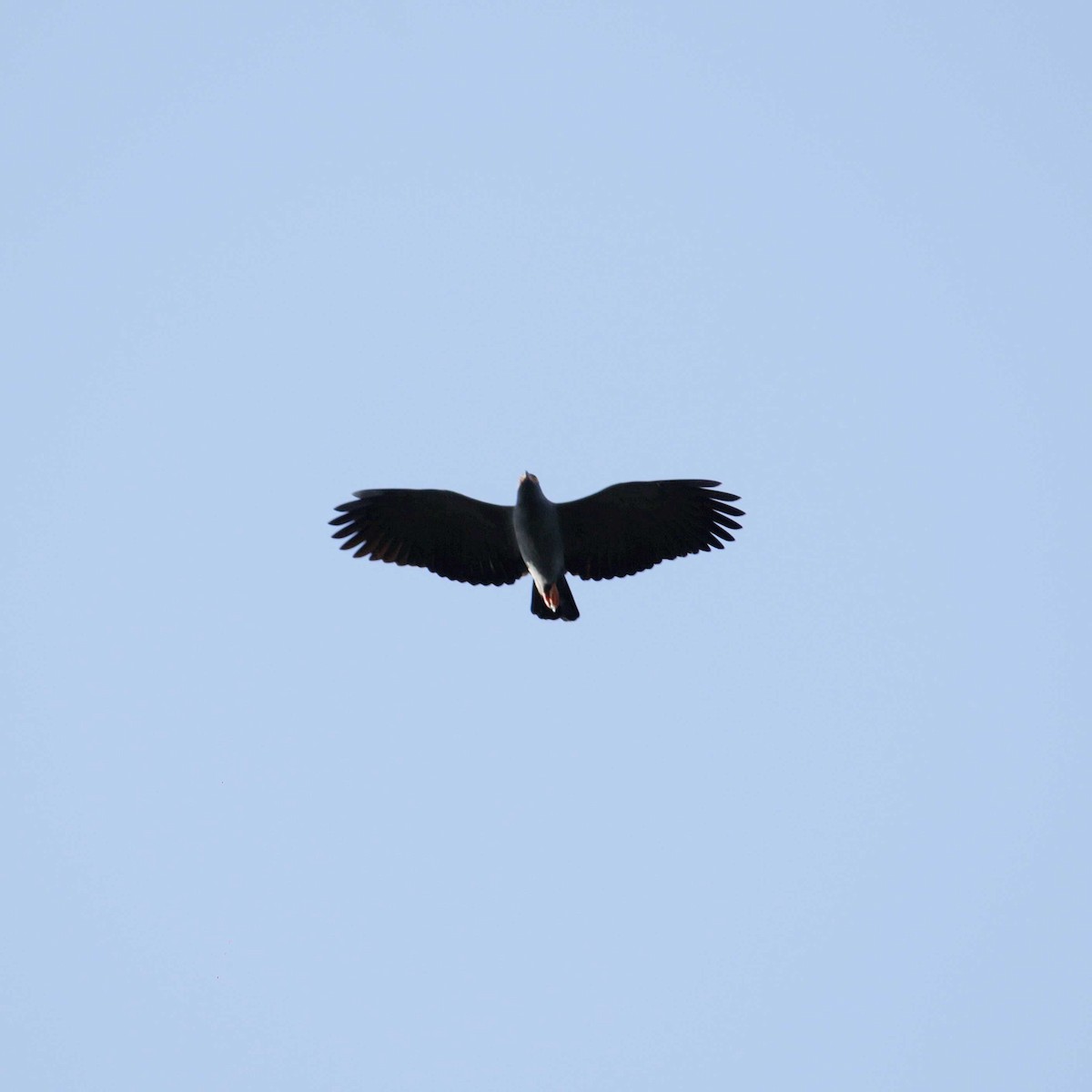 Slender-billed Kite - ML391303031