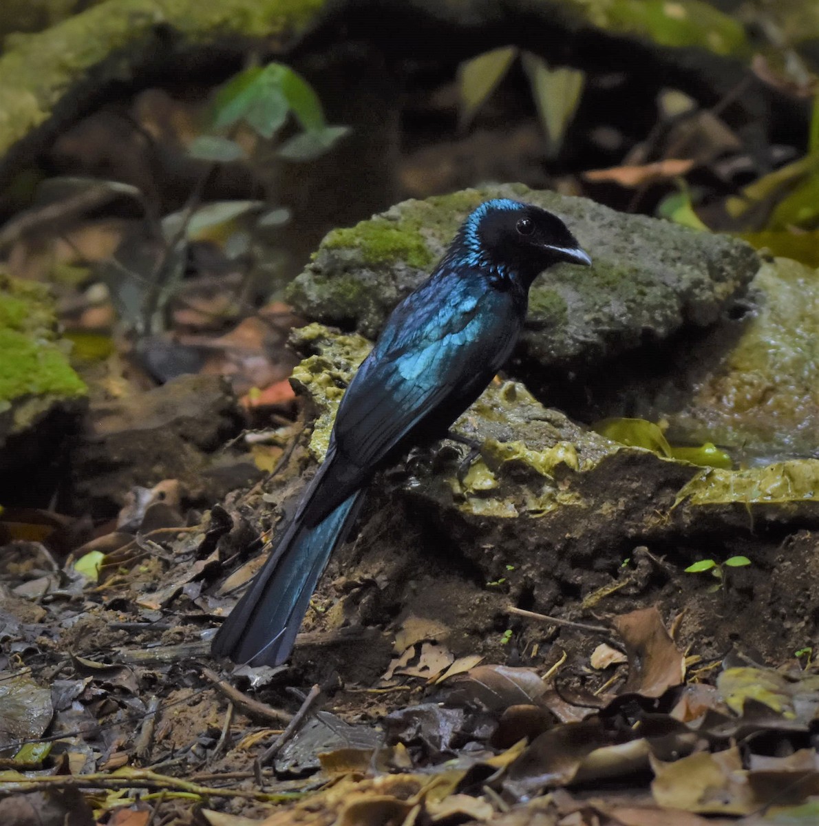 Lesser Racket-tailed Drongo - ML391303301
