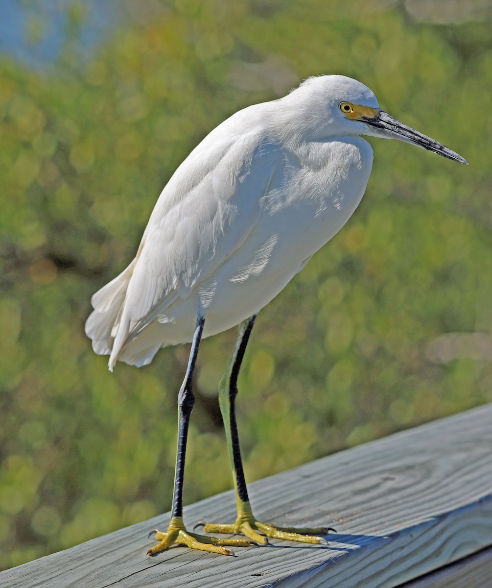 Snowy Egret - ML391303431