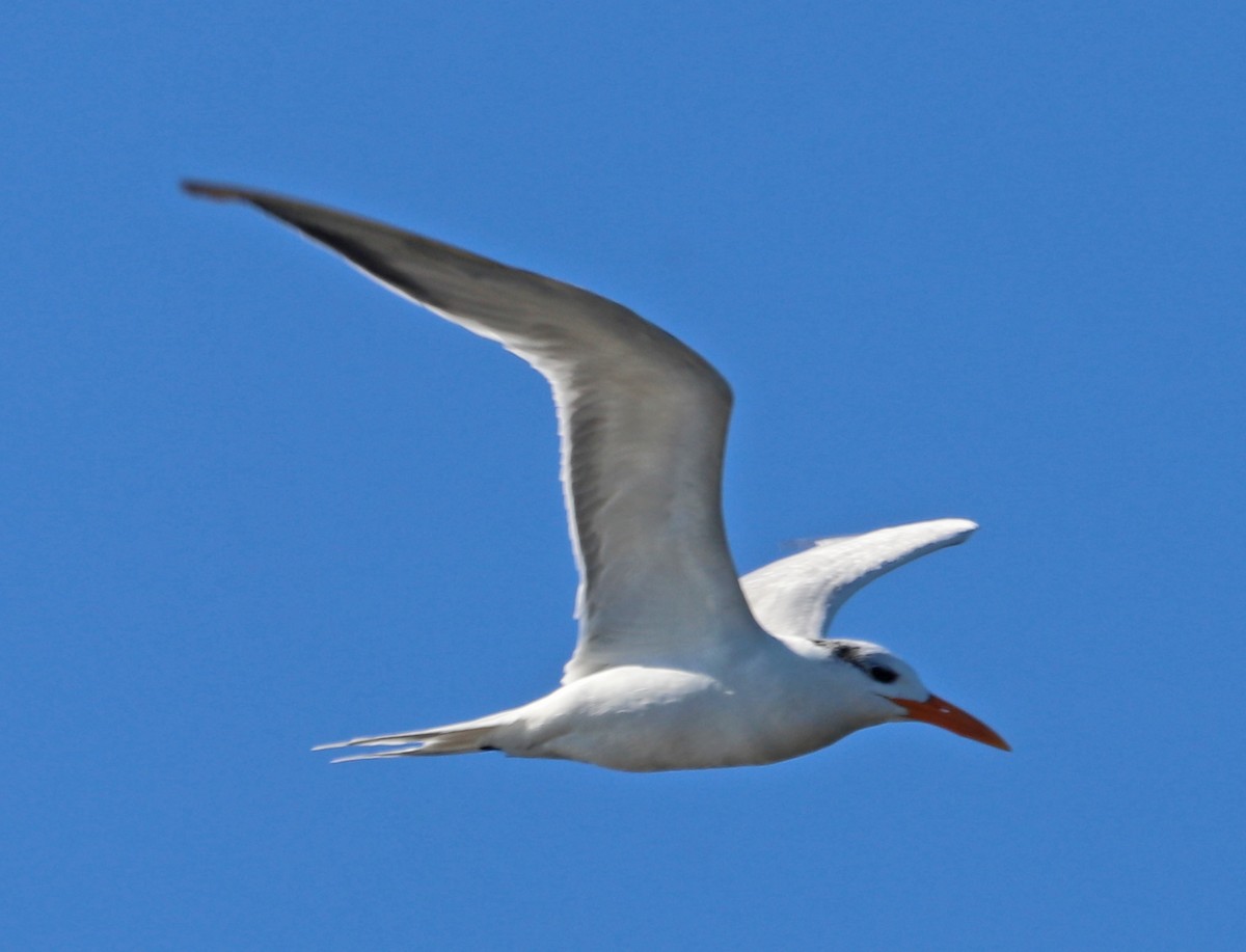 Royal Tern - Frank Quinn