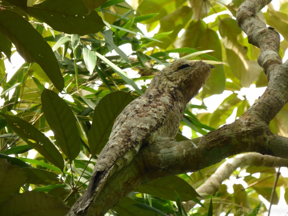 Great Potoo - ML391303781