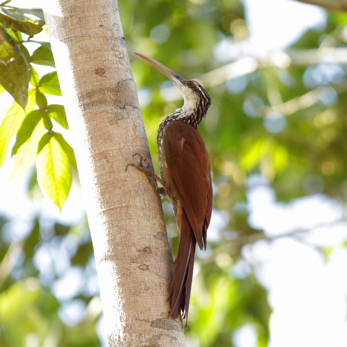 Long-billed Woodcreeper - ML391303871