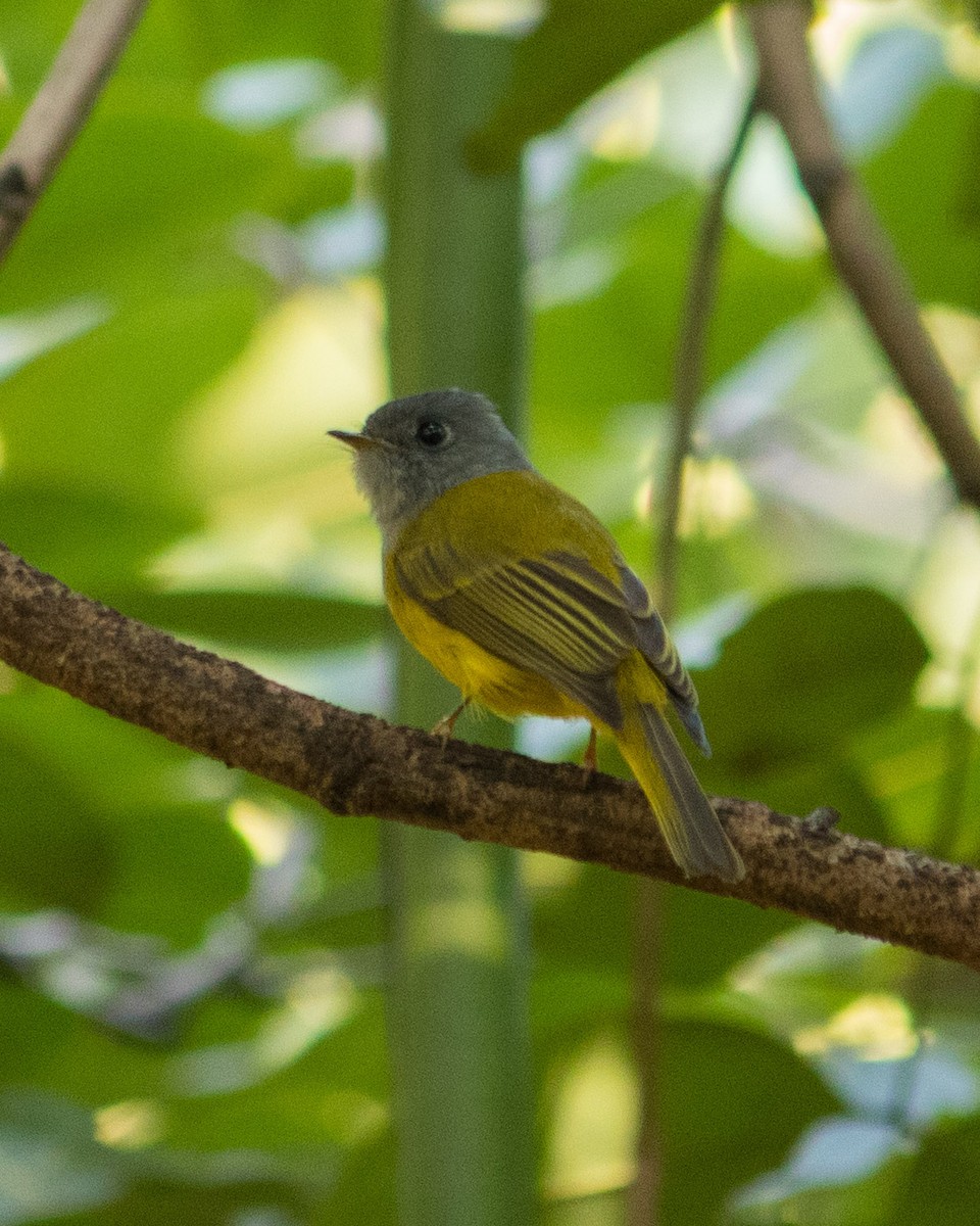 Gray-headed Canary-Flycatcher - Bhavik Dutt