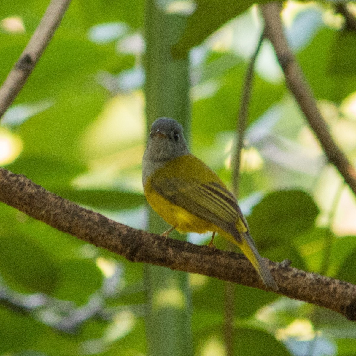 Gray-headed Canary-Flycatcher - Bhavik Dutt